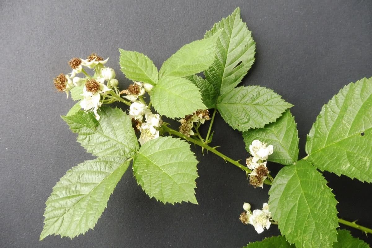 Rubus nemorosus 5