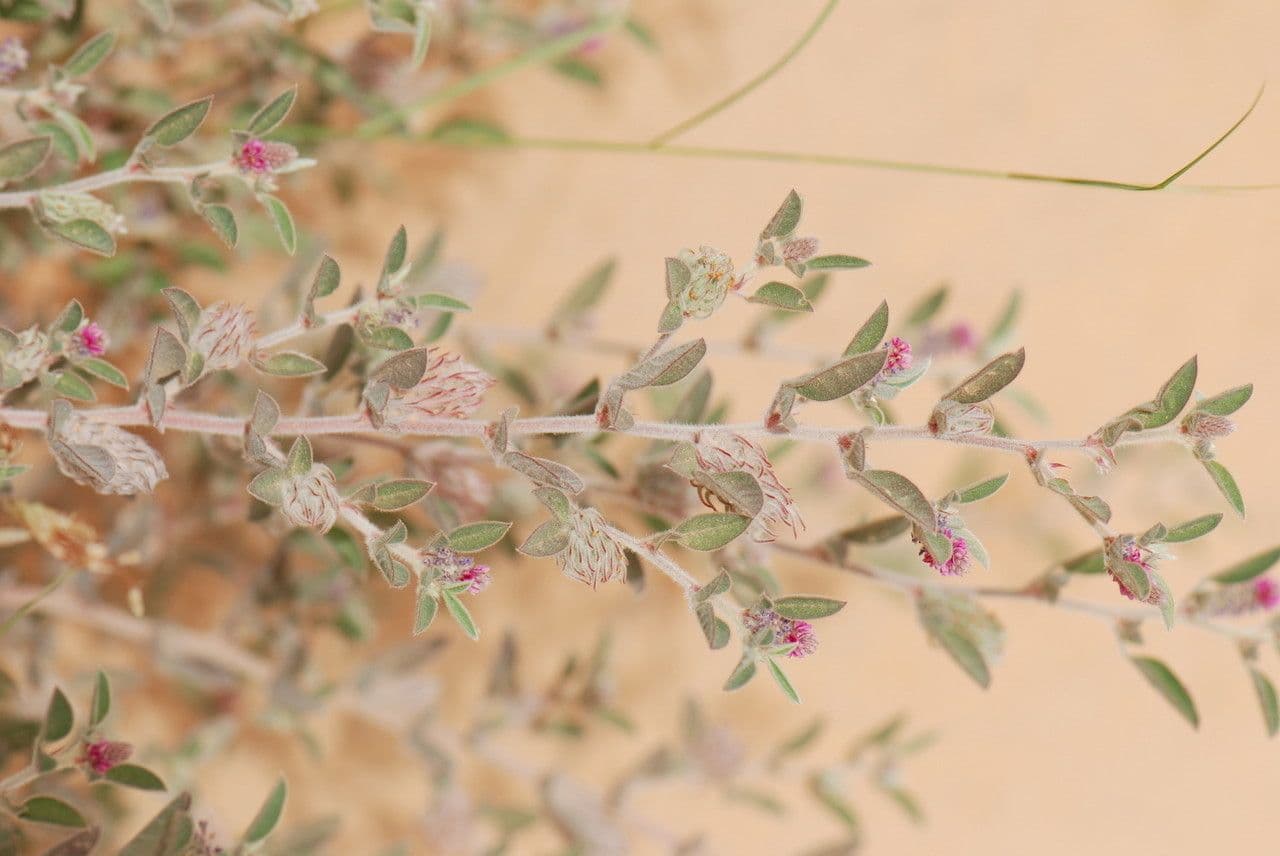Indigofera diphylla 19