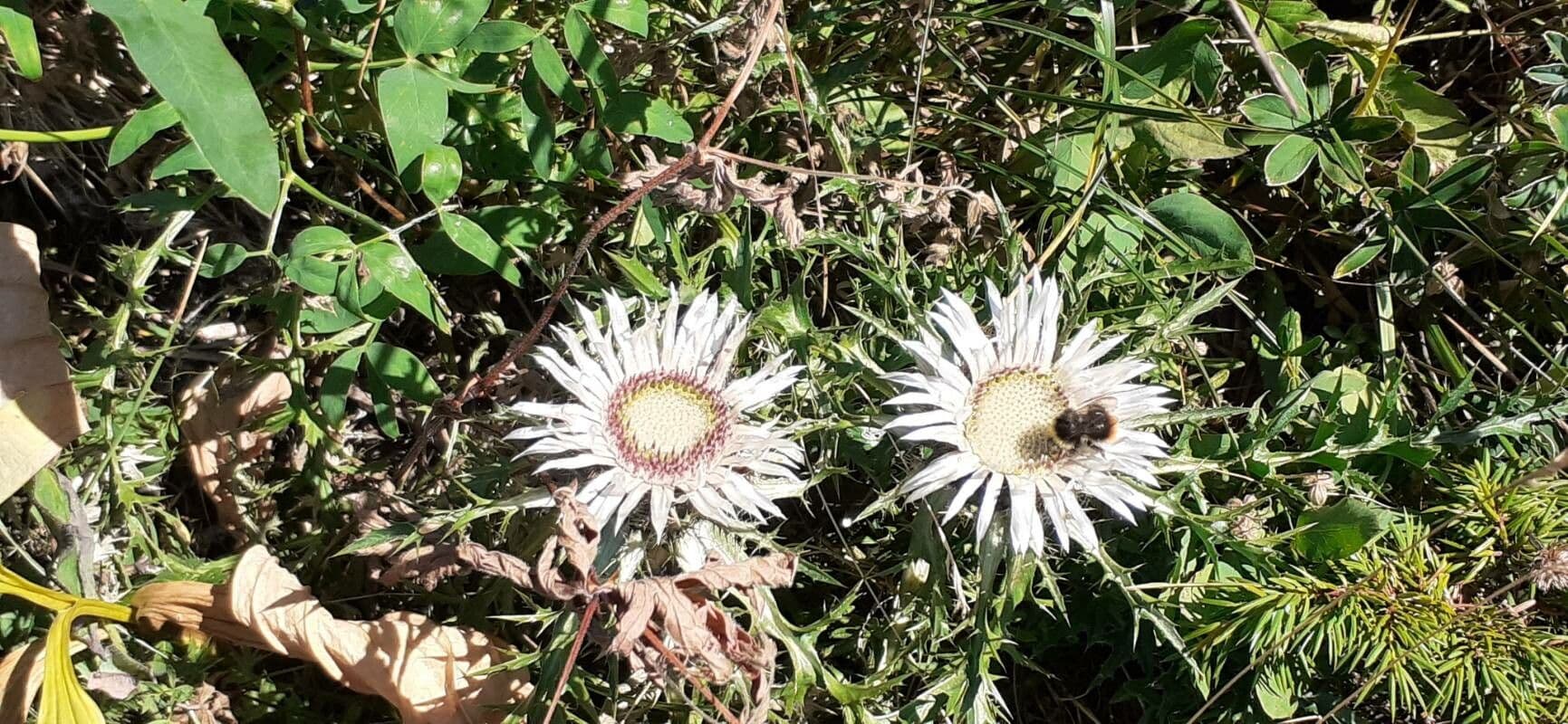 Silberdistel 11