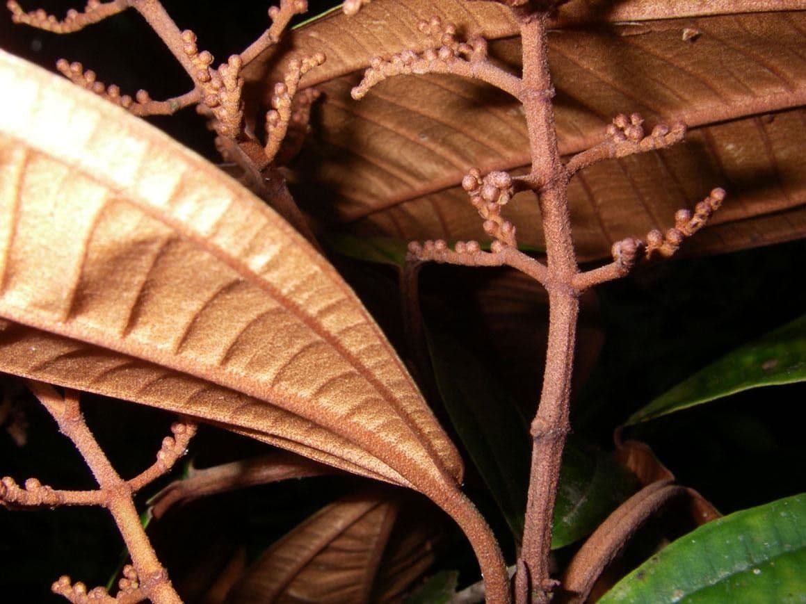 Miconia punteggiata 2