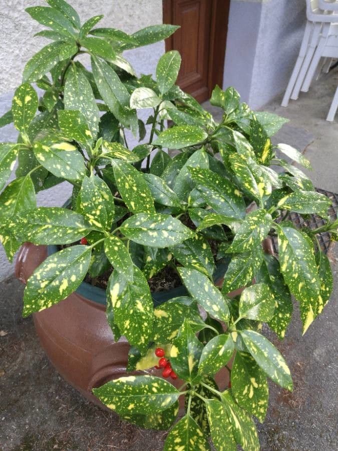 Aucuba giapponese 10