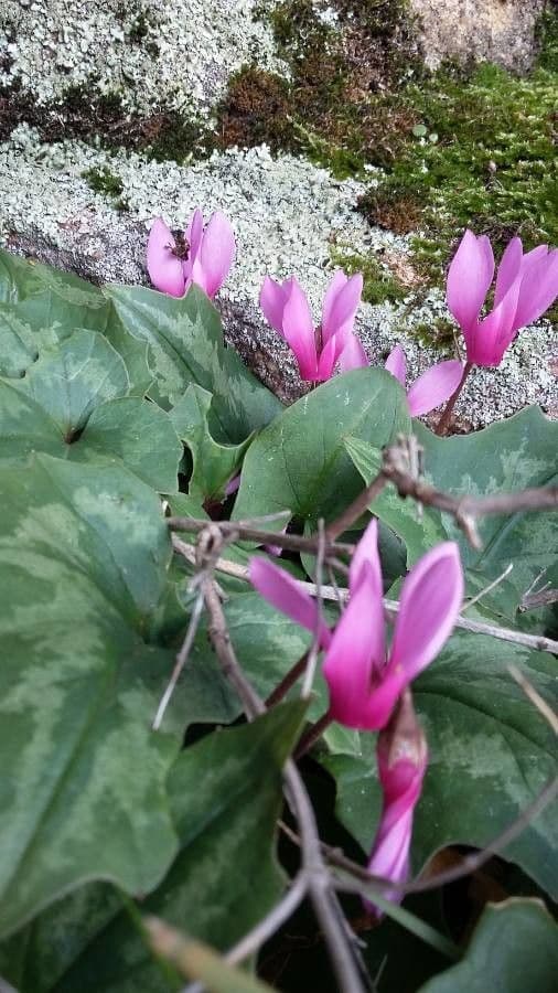 Ciclamino primaverile 21