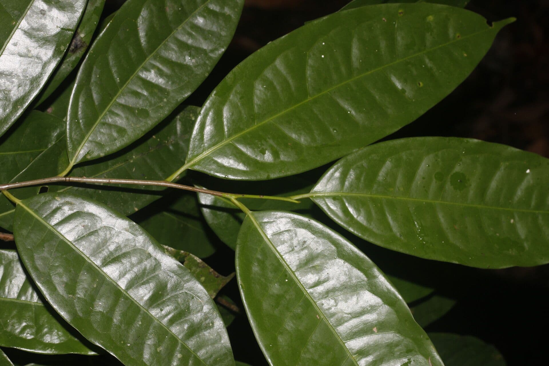 Licaria 6
