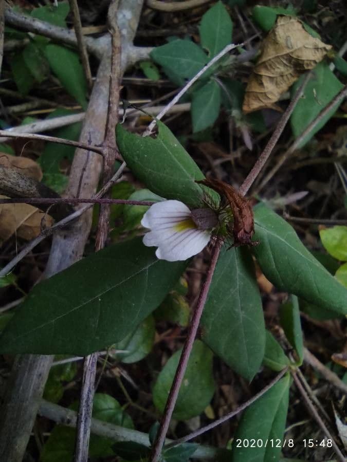Blepharis maderaspatensis 4