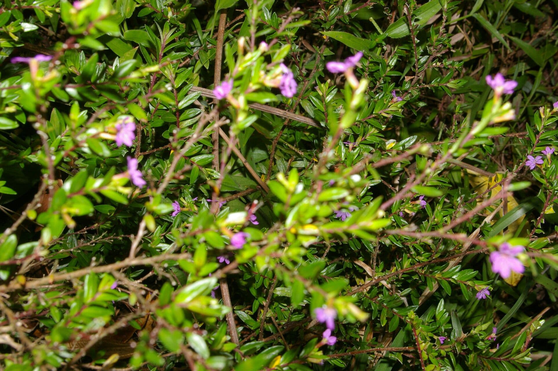 Cuphea 8