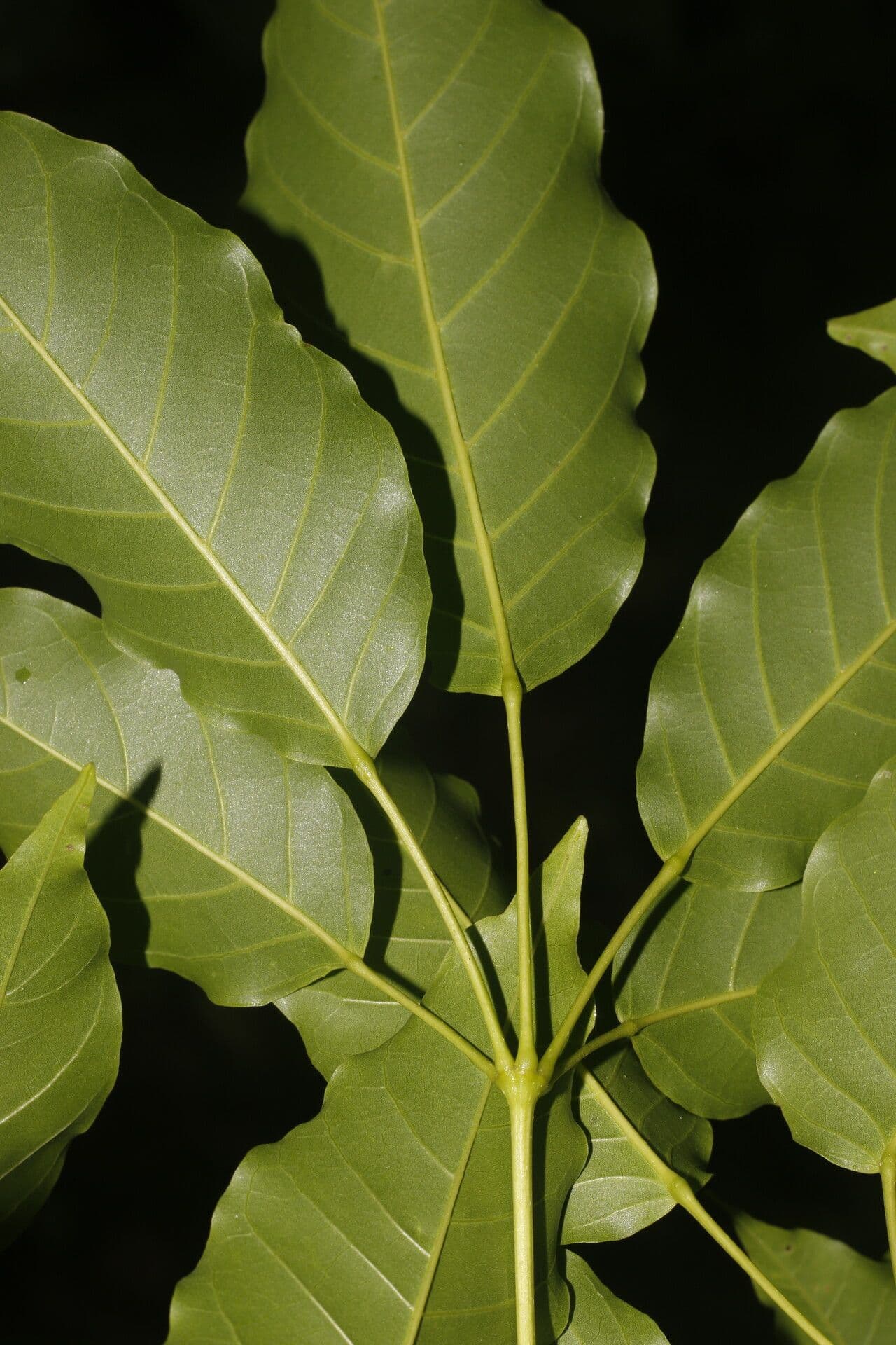Guayacan 5