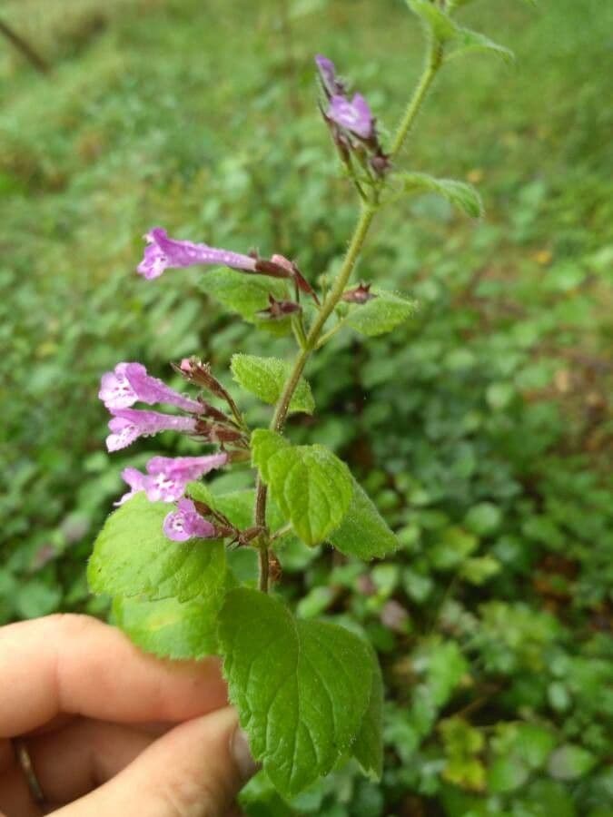 Nepitella 9