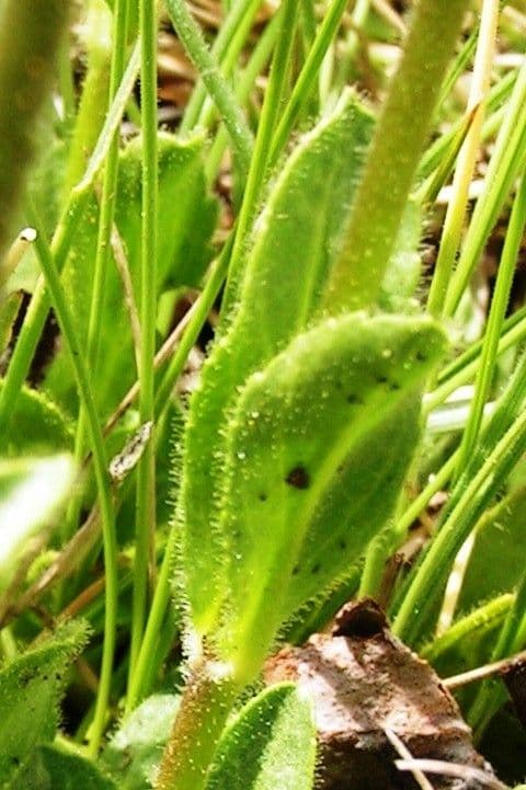 Veronica bellidioides 17