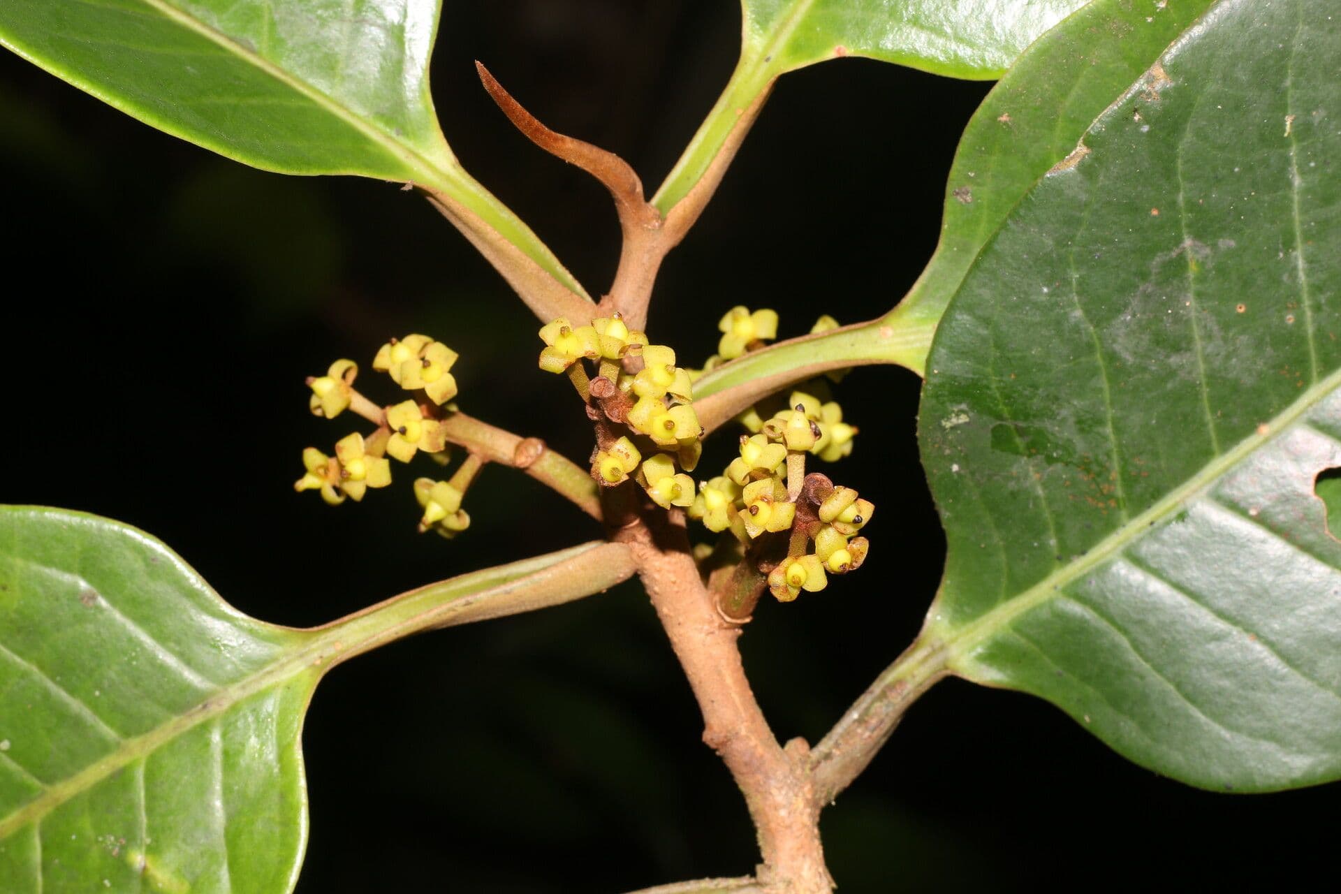 Otoba novogranatensis 18