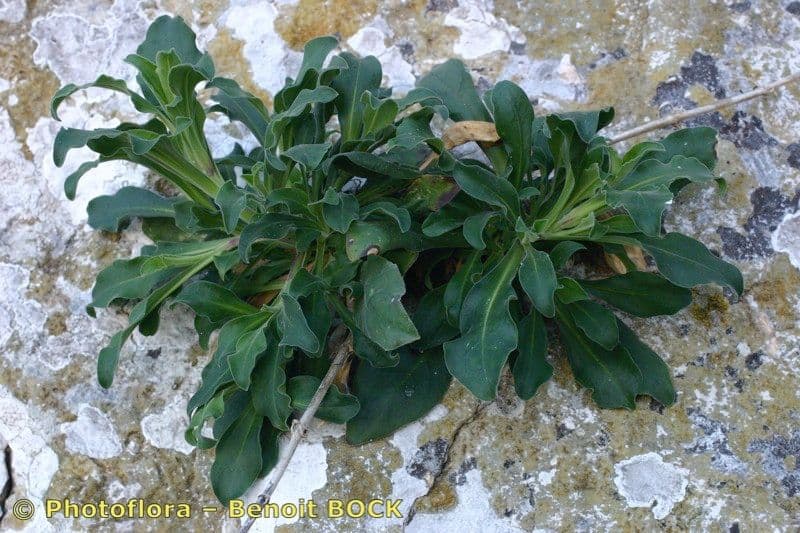 Silene 5