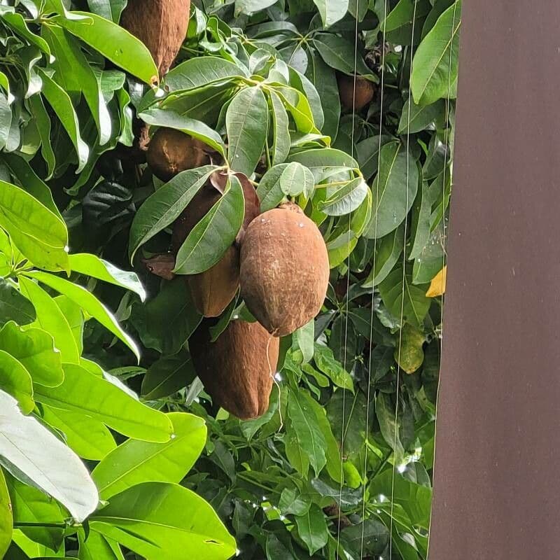 Pachira glabra 4