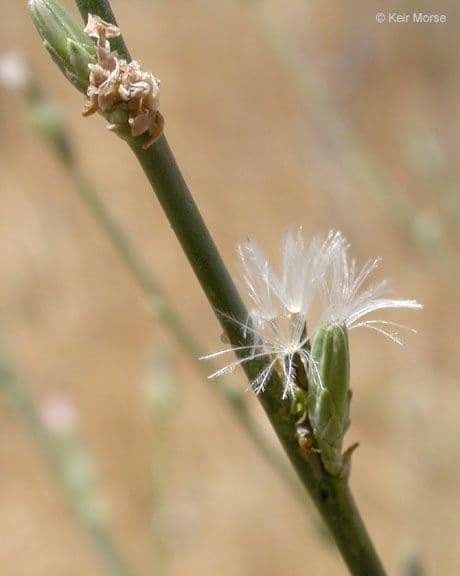 Stephanomeria virgata 2