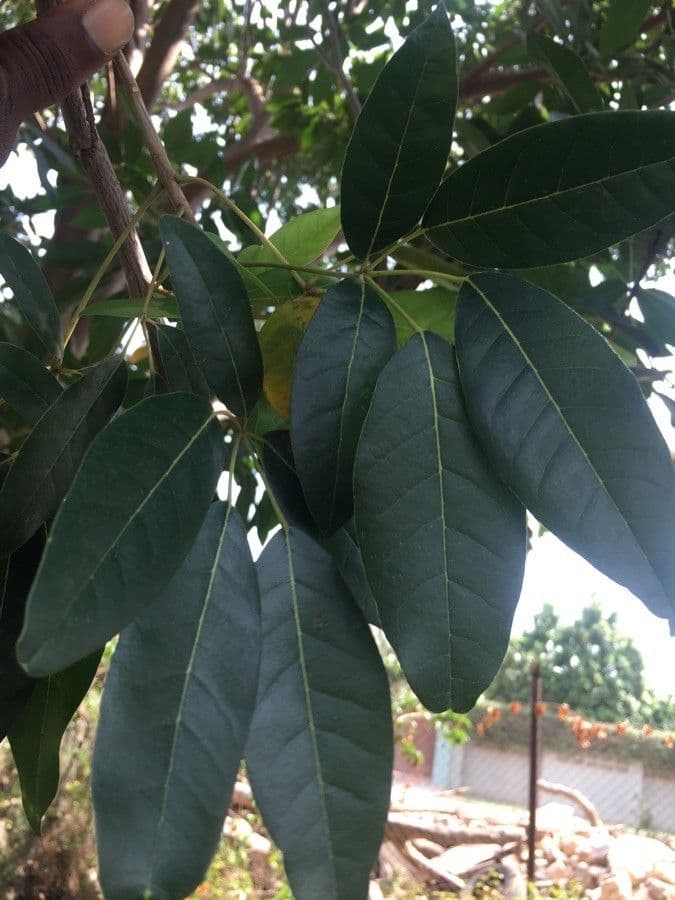 Roble blanco 20