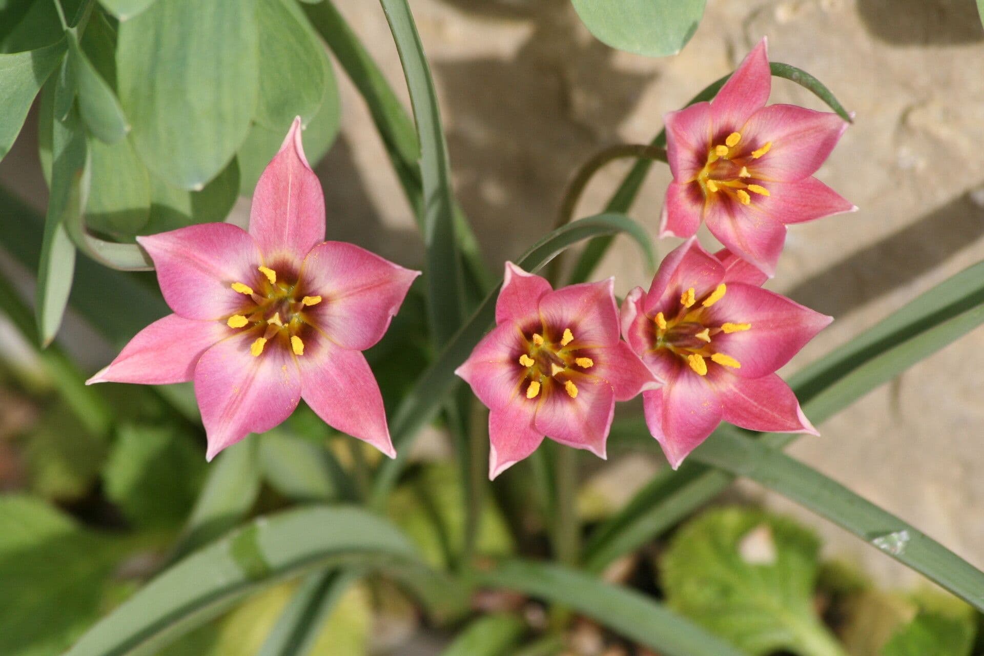Tulipano 3