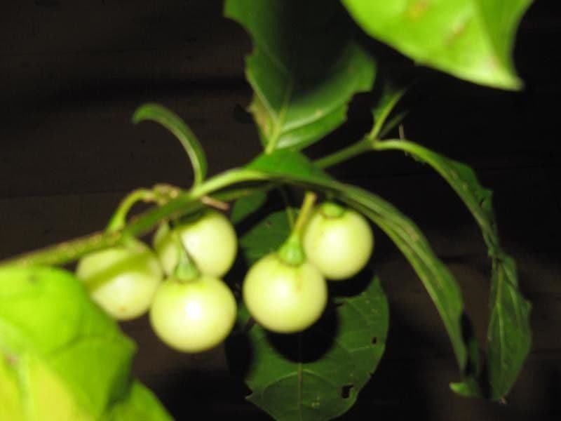 Solano a frutti bianchi 4