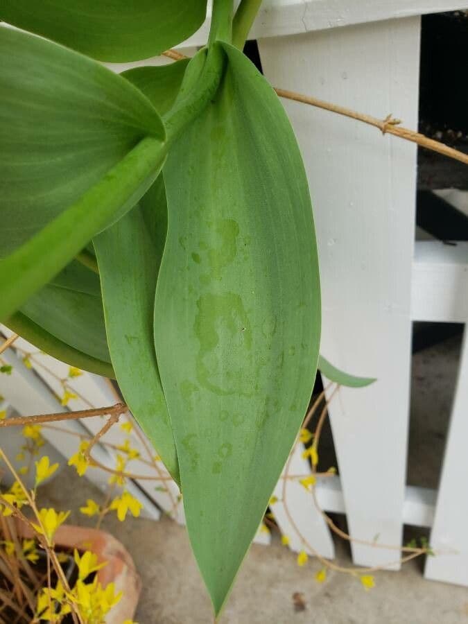 Tulipano 6