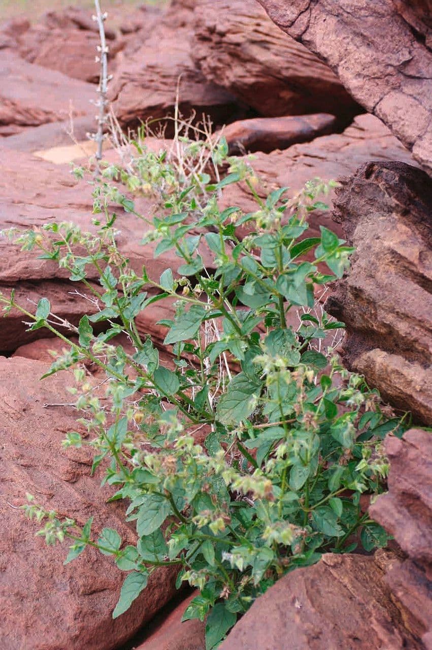 Trichodesma 11