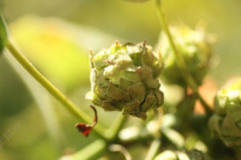 Dombeya 2