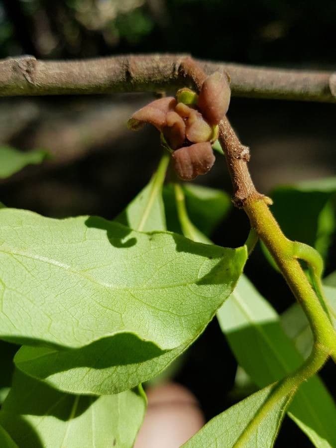 Kleinblütige Papau 7