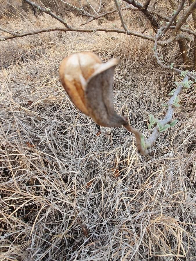 Sesamothamnus 2