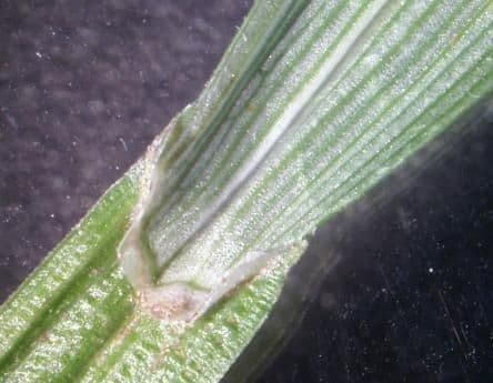 Carex normal 9