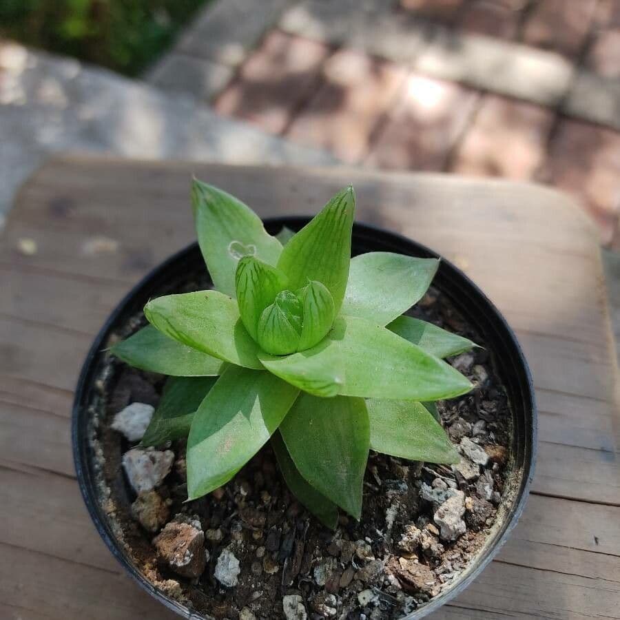 Haworthia 14