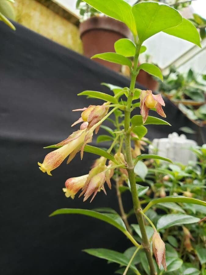 Nematanthus