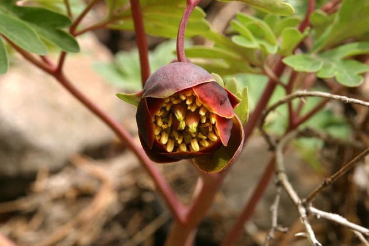 Piwonia Browna 3
