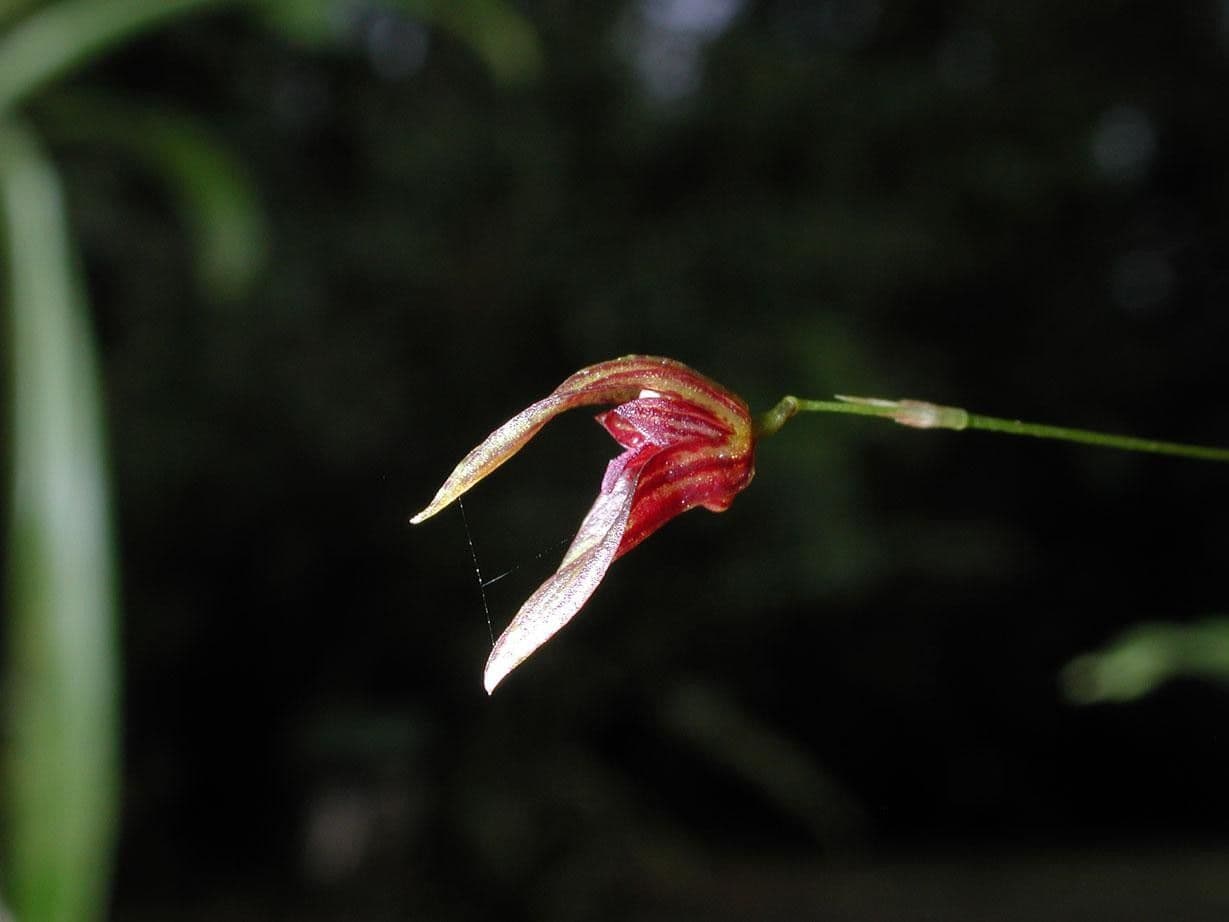 Specklinia 5