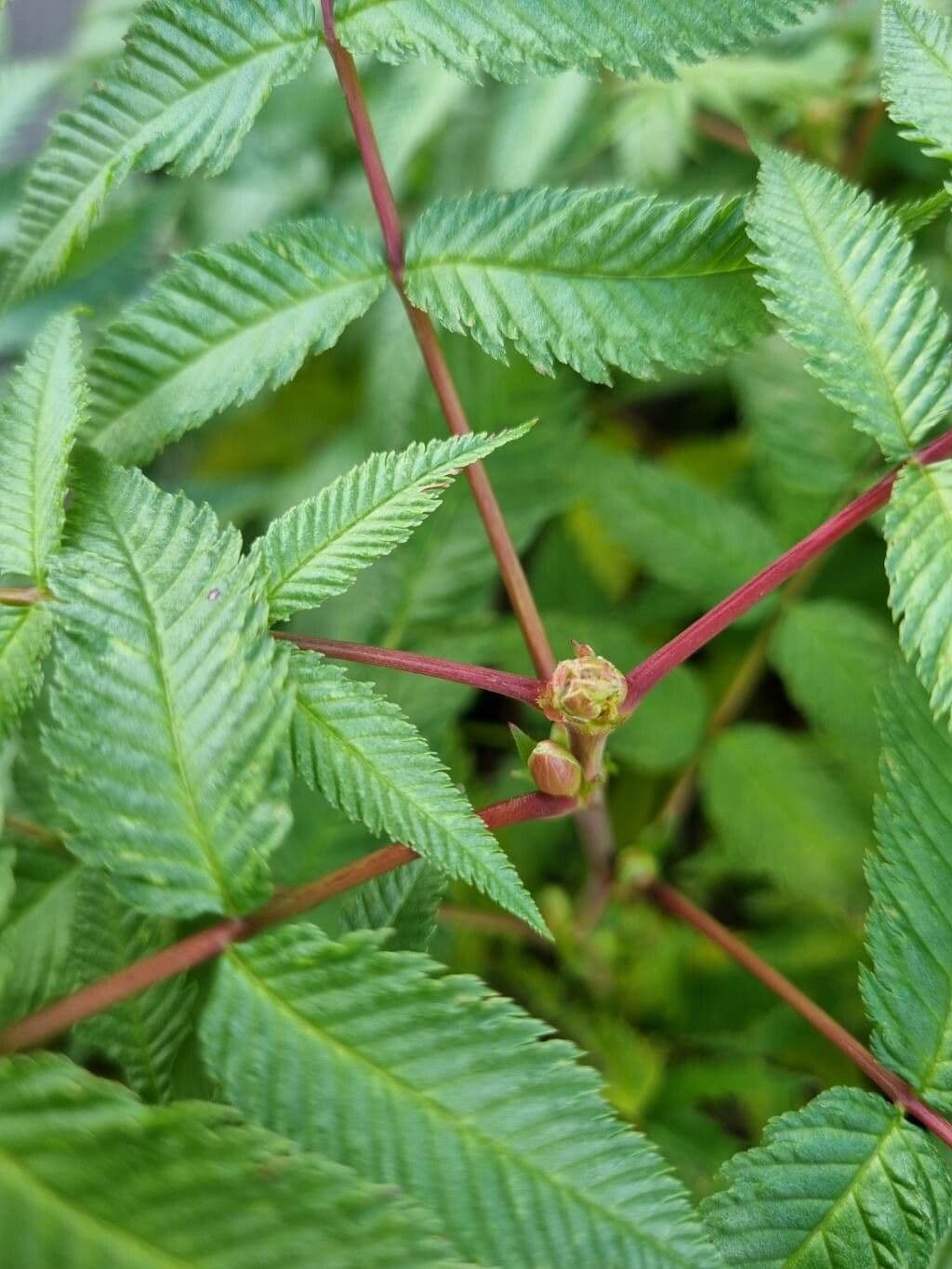Sorbaria 23