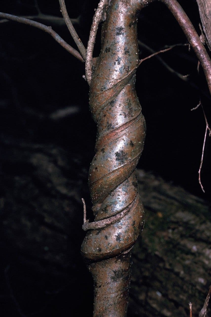 Kadsura giapponese