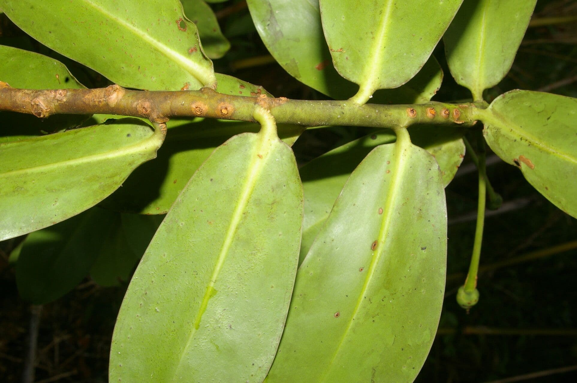Schwartzia 12