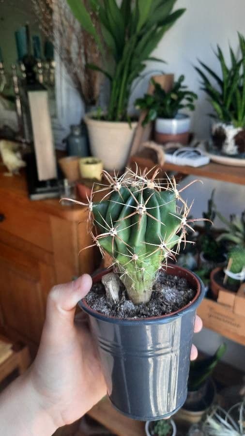 Cactus a botte uncino 11