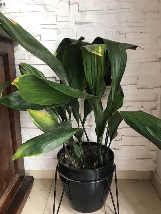 Schusterpalme 14