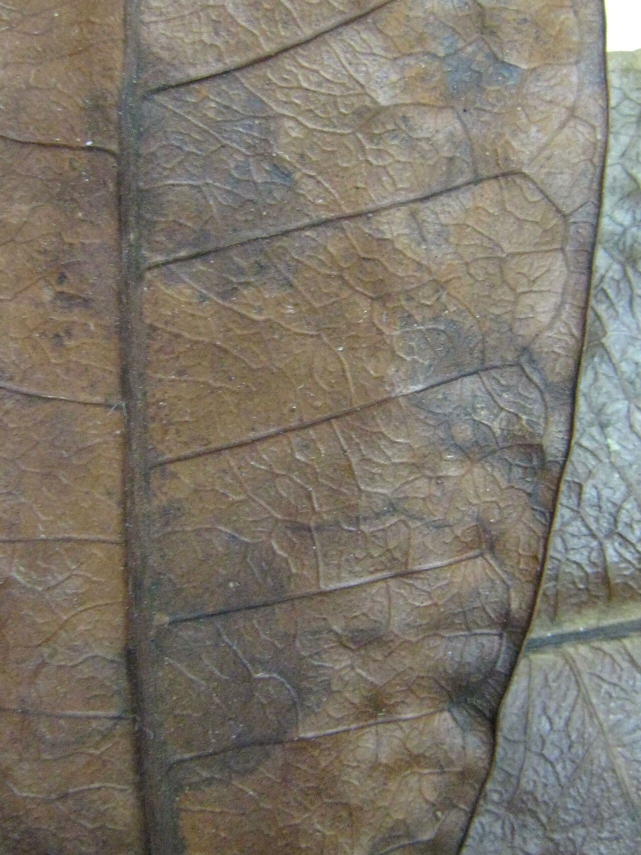 Himatanthus 20