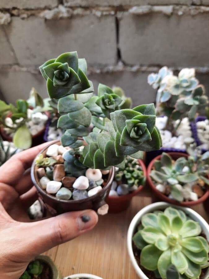 Crassula perforata 11