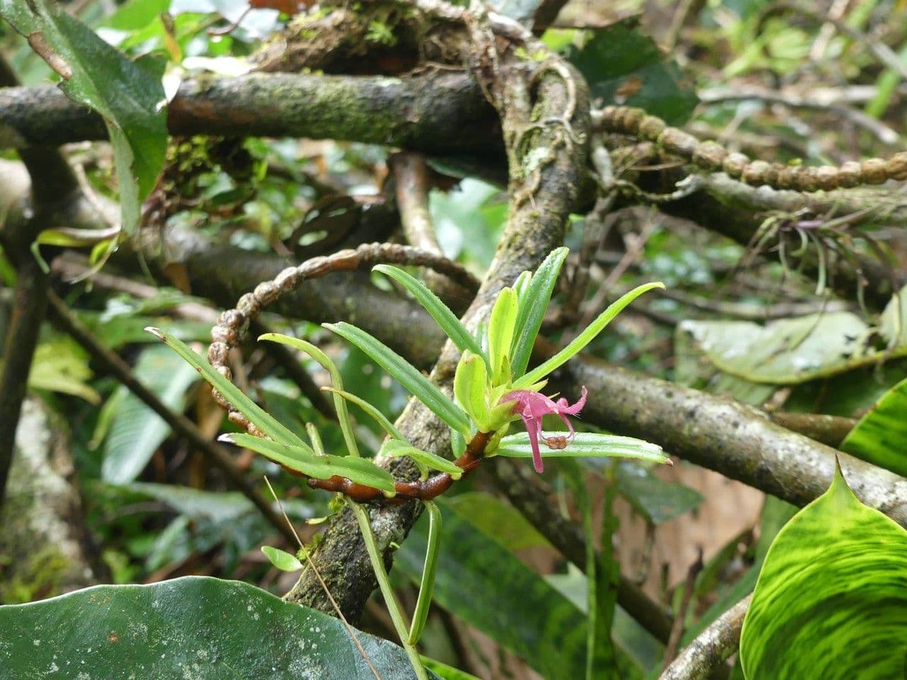 Columnea 11