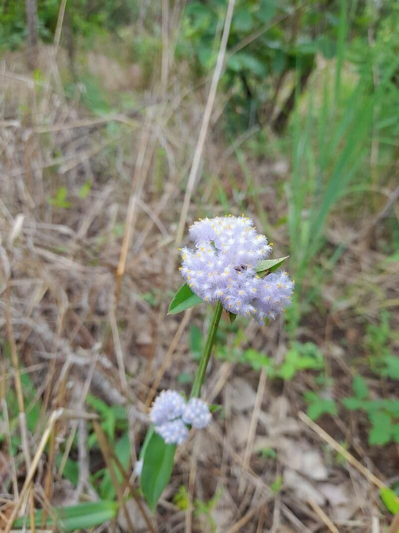 Cyanotis 2