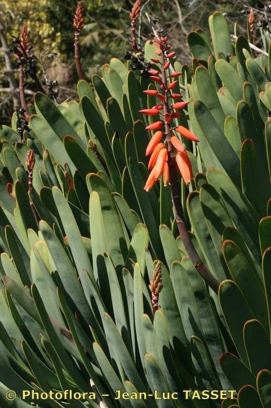 Kumara 21