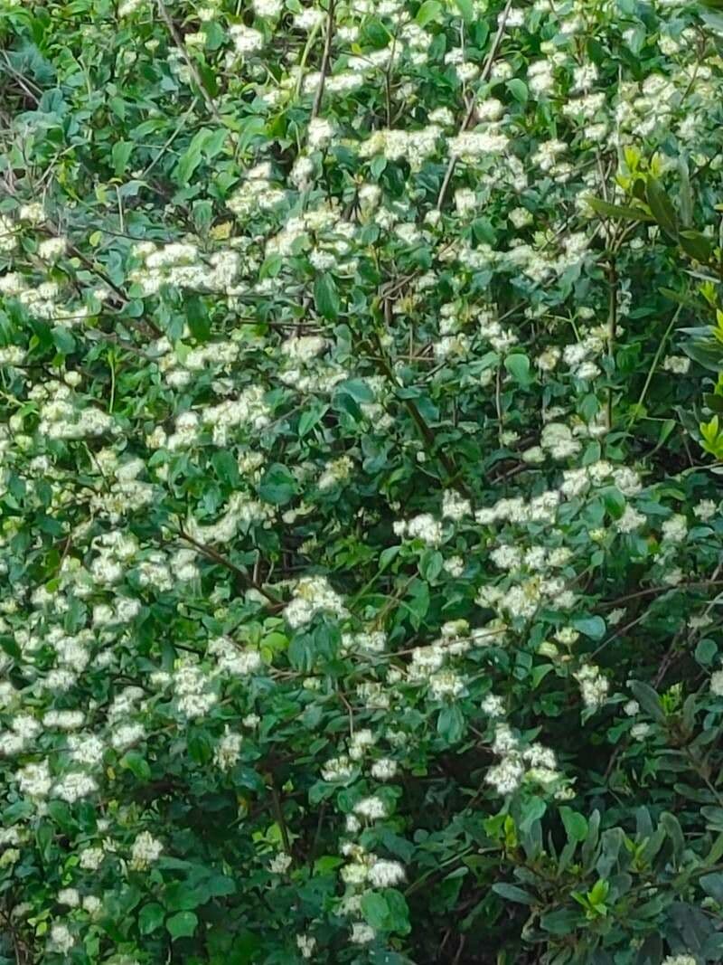 Backhousie myrtolistá