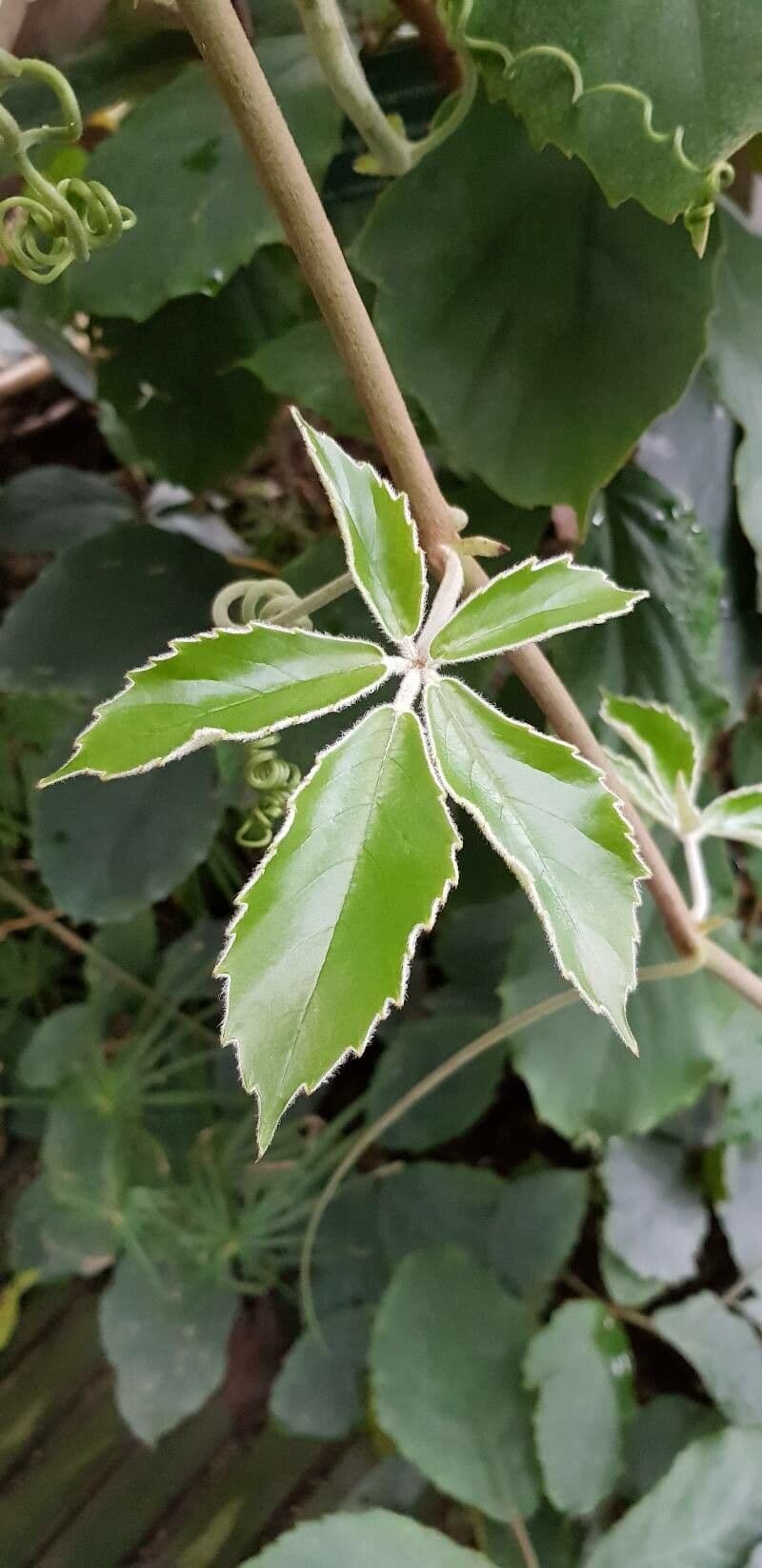 Tetrastigma 8