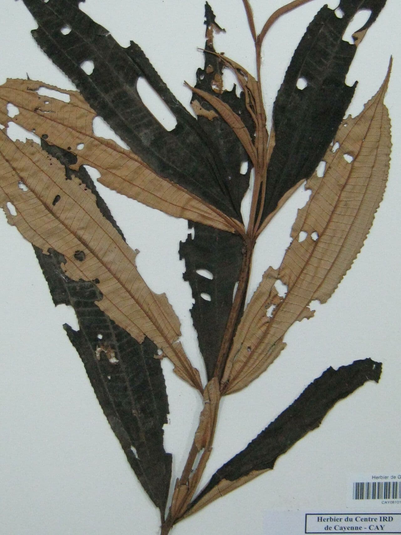 Miconia 9
