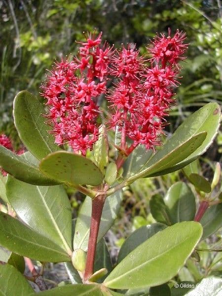 Cunonia 4