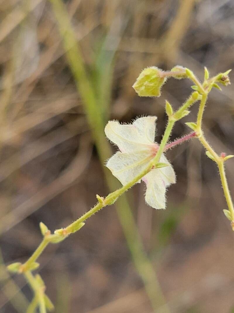 Mirabilis 2