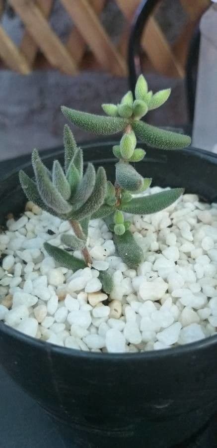 Crassula 22