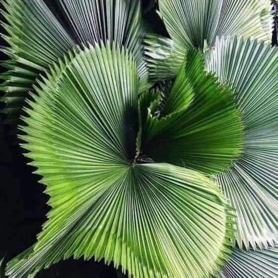 Palma a ventaglio di Vanuatu 14