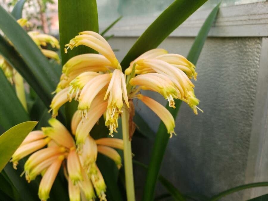 Clivia