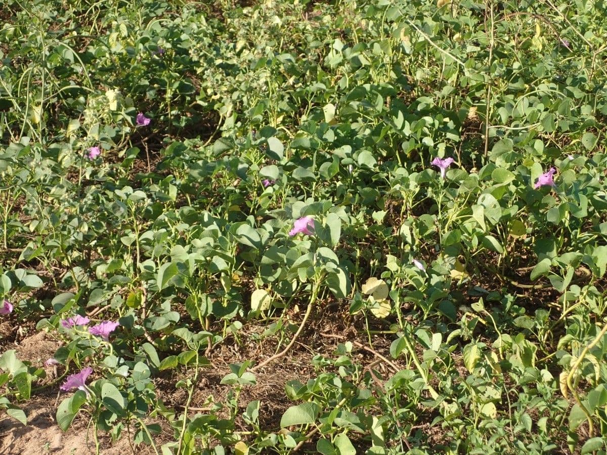Ipomoea 10