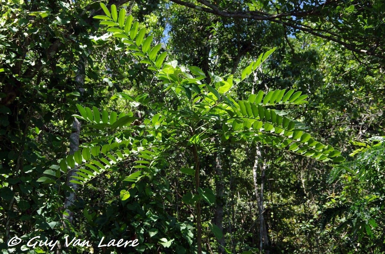 Simaruba amara 9