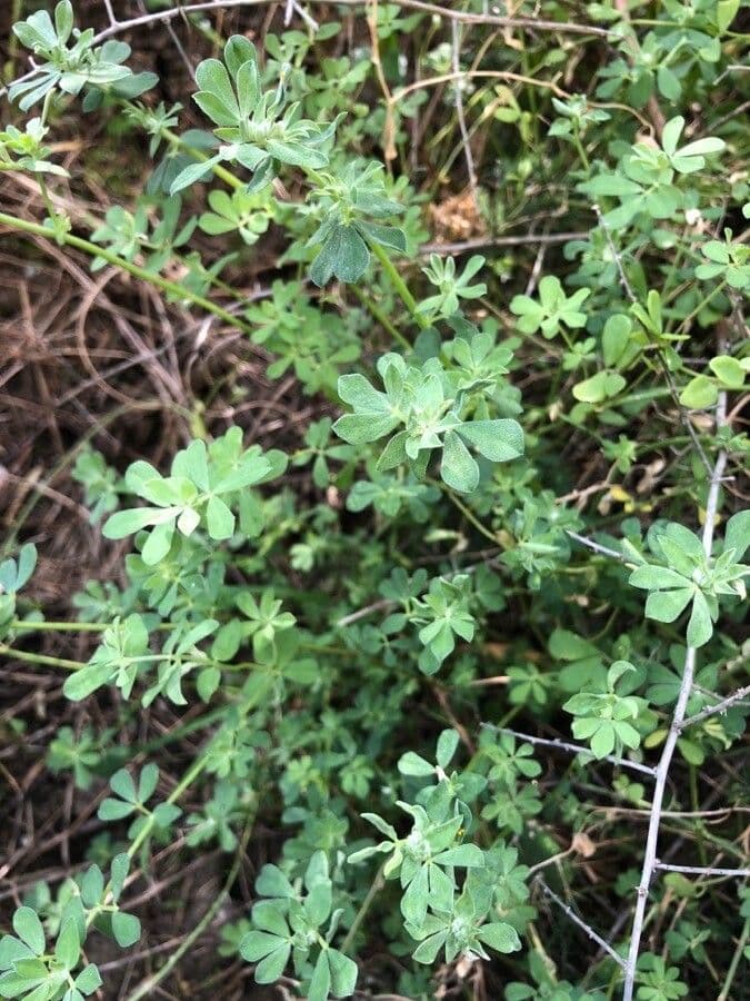 Lotus cytisoides 18